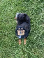 Blaze face male, a male Toy Australian Shepherd for sale in Raleigh, NC – Photo 8 of 8