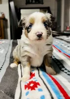 Blaze face male, a male Toy Australian Shepherd for sale in Raleigh, NC – Photo 4 of 8