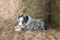 Blaze face male, a male Toy Australian Shepherd for sale in Raleigh, NC – Photo 3 of 8