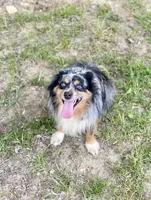 Blaze face male, a male Toy Australian Shepherd for sale in Raleigh, NC – Photo 7 of 8