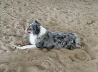 Lexi, a female Miniature Australian Shepherd for sale in Raleigh, NC – 5 of 5