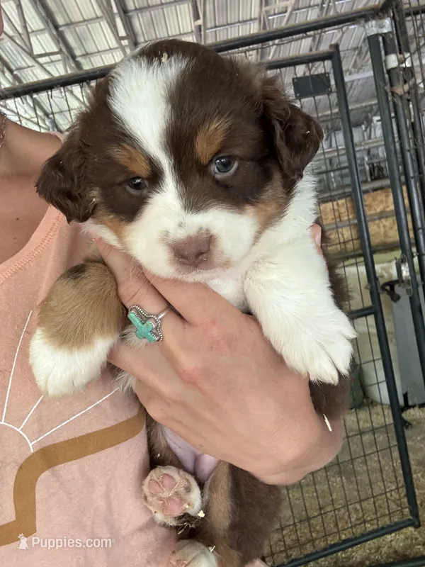 Red tri girl Aussie  – Miniature Australian Shepherd puppy for sale in Raleigh, NC