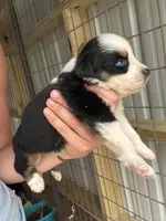 Black tri girl Aussie 1, a female Miniature Australian Shepherd for sale in Raleigh, NC – Photo 2 of 5