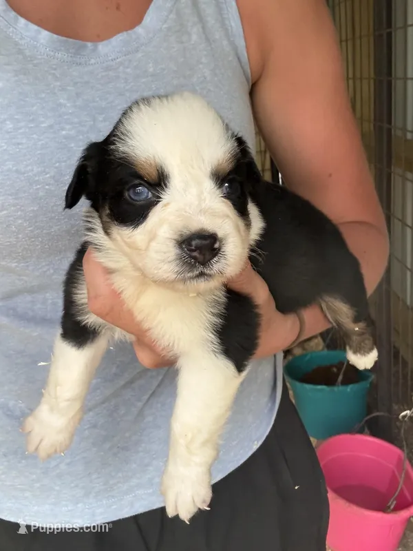 Black tri girl Aussie 1 – Miniature Australian Shepherd puppy for sale in Raleigh, NC