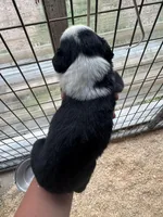 Black tri girl Aussie 1, a female Miniature Australian Shepherd for sale in Raleigh, NC – Photo 3 of 5