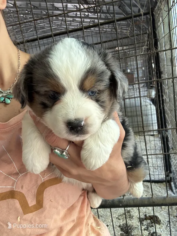 Blue Merle female Aussie  – Miniature Australian Shepherd puppy for sale in Raleigh, NC