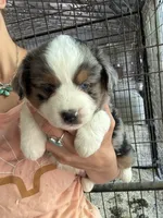 Blue Merle female Aussie , a female Miniature Australian Shepherd for sale in Raleigh, NC – 1 of 1