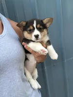 Black tri female corgi, a female Pembroke Welsh Corgi for sale in Raleigh, NC – Photo 1 of 2