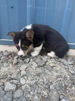 Black tri female corgi, a female Pembroke Welsh Corgi for sale in Raleigh, NC – Photo 2 of 2