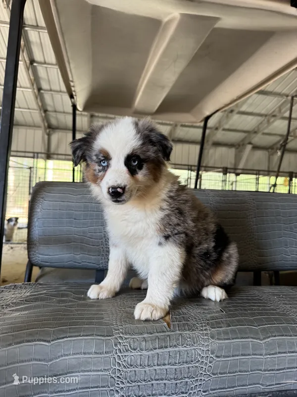 Blue merle girl Aussie 2 – Miniature Australian Shepherd puppy for sale in Raleigh, NC