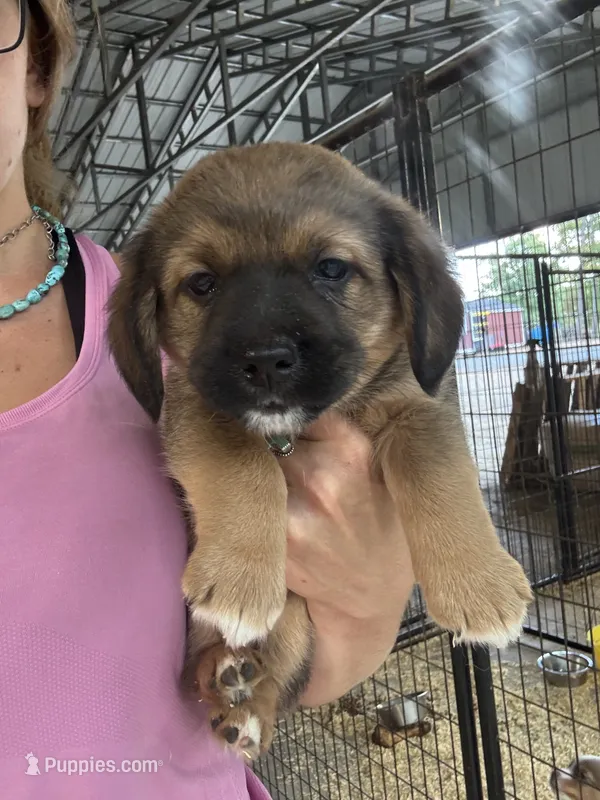 Dark red boy  – Pembroke Welsh Corgi, Cocker Spaniel puppy for sale in Raleigh, NC