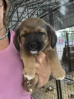 Dark red boy , a female Pembroke Welsh Corgi and Cocker Spaniel for sale in Raleigh, NC – 1 of 1