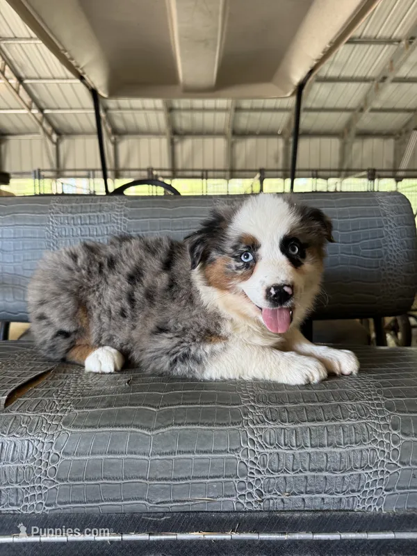 Blue Merle girl Aussie 3 – Miniature Australian Shepherd puppy for sale in Raleigh, NC
