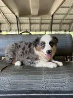 Blue Merle girl Aussie 3, a female Miniature Australian Shepherd for sale in Raleigh, NC – 1 of 5