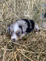 Blue merle male on hold, a male Miniature Australian Shepherd for sale in Raleigh, NC – Photo 3 of 5