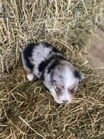 Blue merle male on hold, a male Miniature Australian Shepherd for sale in Raleigh, NC – Photo 4 of 5