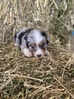Blue merle male on hold, a male Miniature Australian Shepherd for sale in Raleigh, NC – Photo 1 of 5