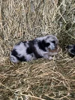 Blue merle male on hold, a male Miniature Australian Shepherd for sale in Raleigh, NC – Photo 2 of 5
