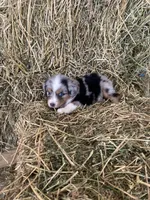 Blue merle male on hold, a male Miniature Australian Shepherd for sale in Raleigh, NC – Photo 5 of 5
