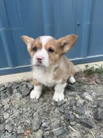 Red Merle boy corgi , a male Pembroke Welsh Corgi for sale in Raleigh, NC – Photo 2 of 2