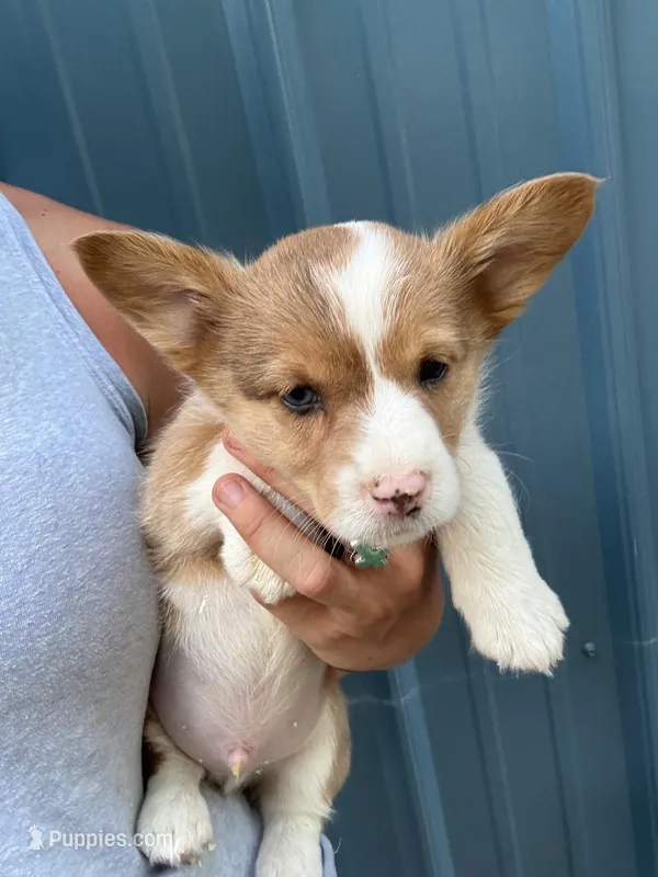 Red Merle boy corgi  – Pembroke Welsh Corgi puppy for sale in Raleigh, NC