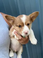 Red Merle boy corgi , a male Pembroke Welsh Corgi for sale in Raleigh, NC – Photo 1 of 2