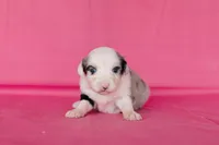 #8, a female Miniature Australian Shepherd for sale in Raleigh, NC – Photo 2 of 2