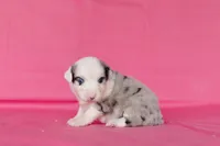 #8, a female Miniature Australian Shepherd for sale in Raleigh, NC – Photo 1 of 2