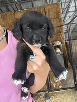 Black bi girl , a female Pembroke Welsh Corgi and Cocker Spaniel for sale in Raleigh, NC – 1 of 1