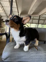 Black tri boy corgi 2, a male Pembroke Welsh Corgi for sale in Raleigh, NC – 3 of 3
