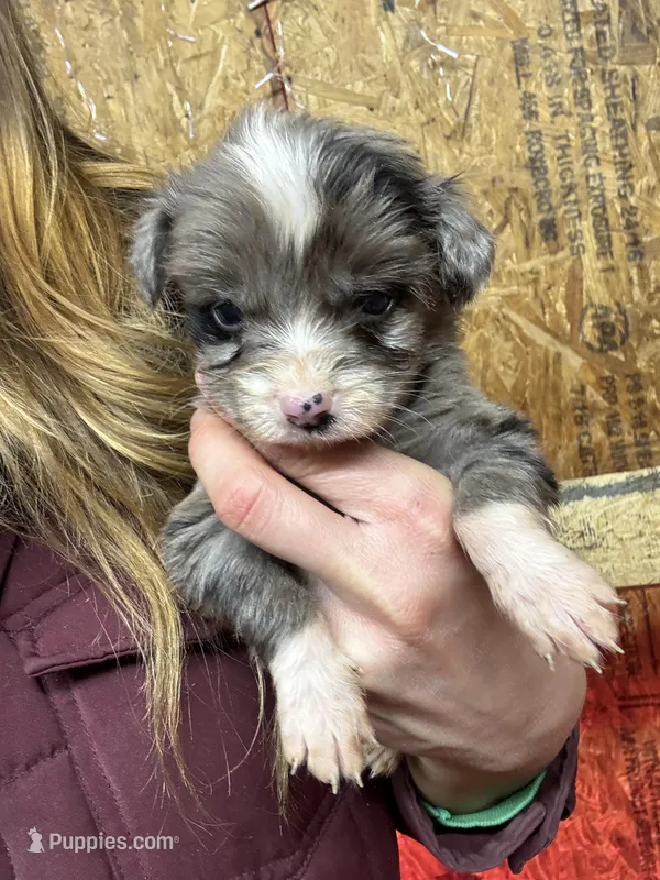 Blue Merle boy 