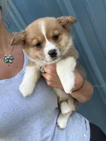 Red & white male corgi , a male Pembroke Welsh Corgi for sale in Raleigh, NC – Photo 2 of 2