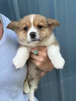 Red & white male corgi , a male Pembroke Welsh Corgi for sale in Raleigh, NC – Photo 1 of 2