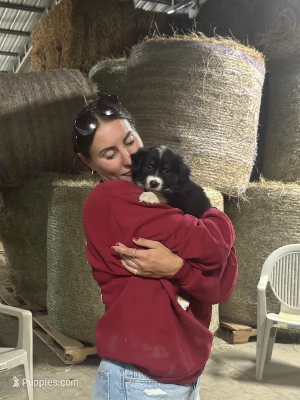 Black tri boy aussie  – Miniature Australian Shepherd puppy for sale in Raleigh, NC
