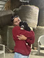 Black tri boy aussie , a male Miniature Australian Shepherd for sale in Raleigh, NC – 1 of 3