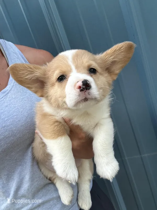 Red merle boy corgi 2 – Pembroke Welsh Corgi puppy for sale in Raleigh, NC