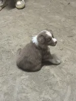 Red Merle female Aussie , a female Miniature Australian Shepherd for sale in Raleigh, NC – 3 of 4