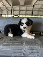Black tri girl Aussie 2, a female Miniature Australian Shepherd for sale in Raleigh, NC – 3 of 5