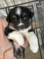 Black tri boy aussie , a male Miniature Australian Shepherd for sale in Raleigh, NC – 1 of 1
