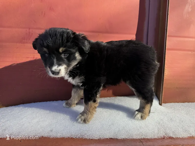 Black tri boy aussie 2