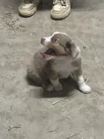Red Merle female Aussie , a female Miniature Australian Shepherd for sale in Raleigh, NC – 2 of 4