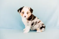 Blue eyed blue merle girl, a female Miniature Australian Shepherd for sale in Raleigh, NC – Photo 1 of 2