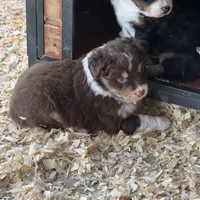 Red tri boy , a male Australian Shepherd for sale in Raleigh, NC – Photo 1 of 2