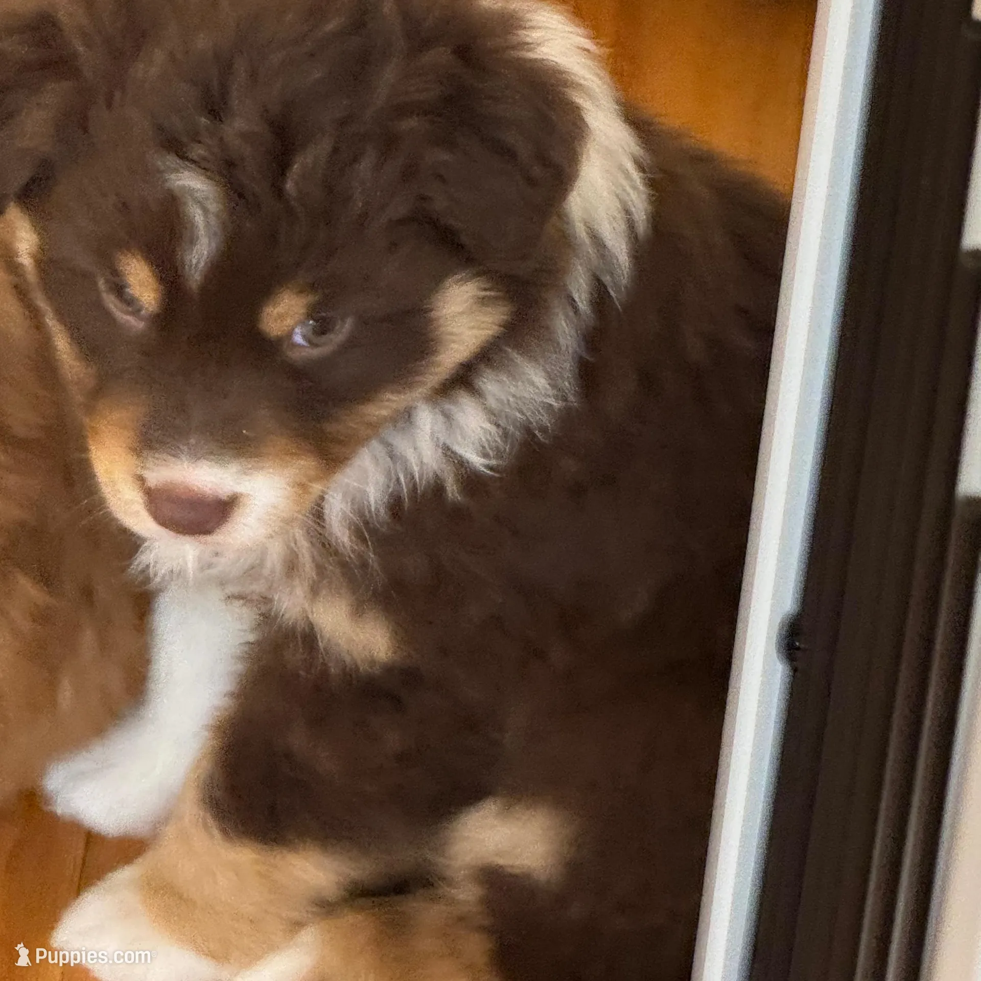 Red tri boy , a male Australian Shepherd for sale in Raleigh, NC – Photo 2 of 2