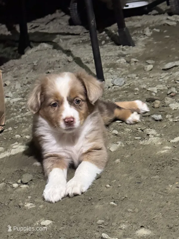 Red Merle female Aussie  – Miniature Australian Shepherd puppy for sale in Raleigh, NC