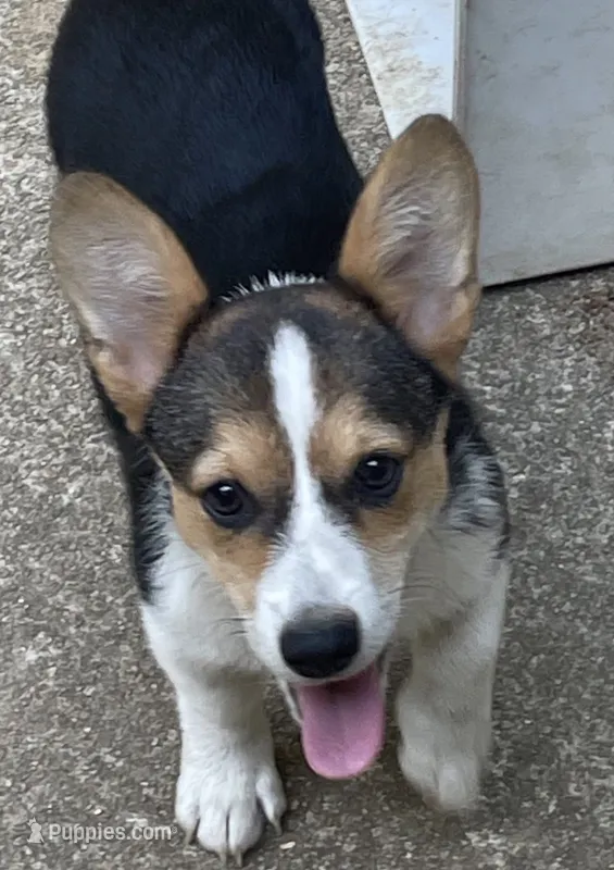 Rita – Pembroke Welsh Corgi puppy for sale in Raleigh, NC
