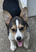 Rita, a female Pembroke Welsh Corgi for sale in Raleigh, NC – 1 of 1