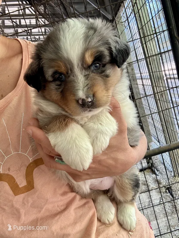 Blue Merle girl Aussie  – Miniature Australian Shepherd puppy for sale in Raleigh, NC
