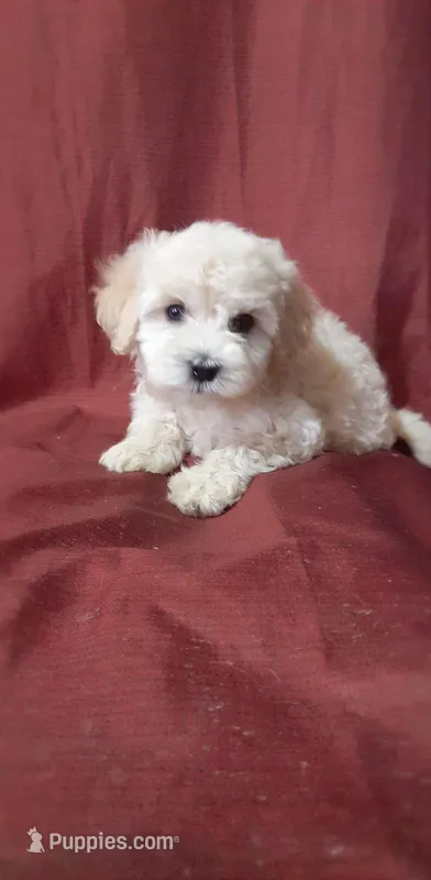 Zami – Poodle - Toy  puppy for sale in Sacramento, CA