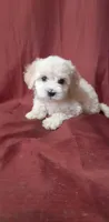 Zami, a male Poodle - Toy  for sale in Sacramento, CA – 1 of 1